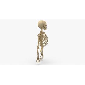Real Human Rib Cage Spine Male Skull Calvicle Scapula and Arms Bones Anatomy Intervertibral Disks 3D model
